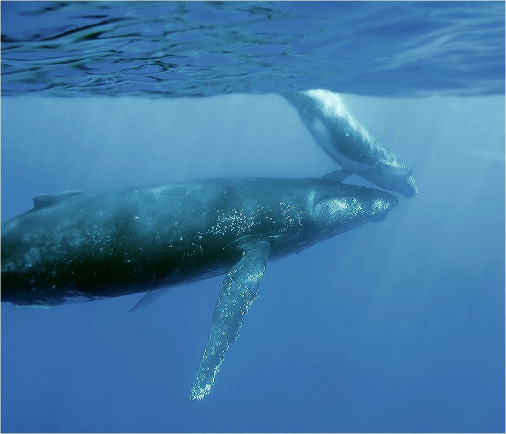 Baleines