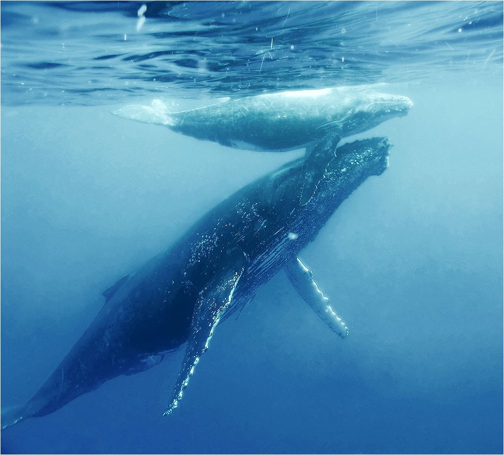 Baleines
