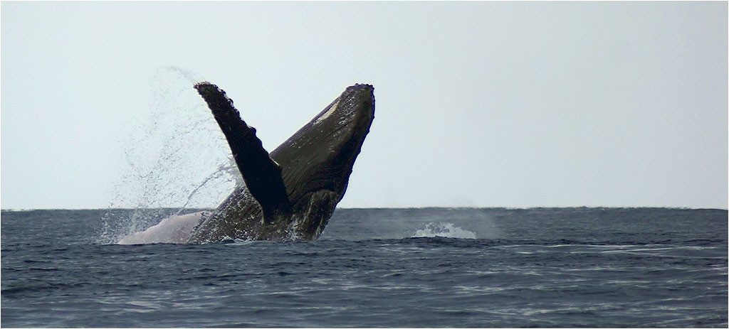 Baleines