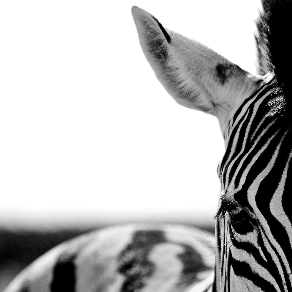 Faune