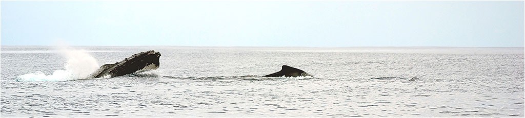 Baleines