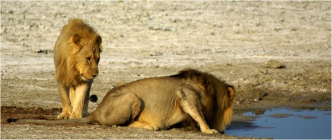Faune