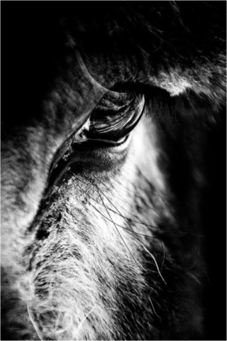 Faune 